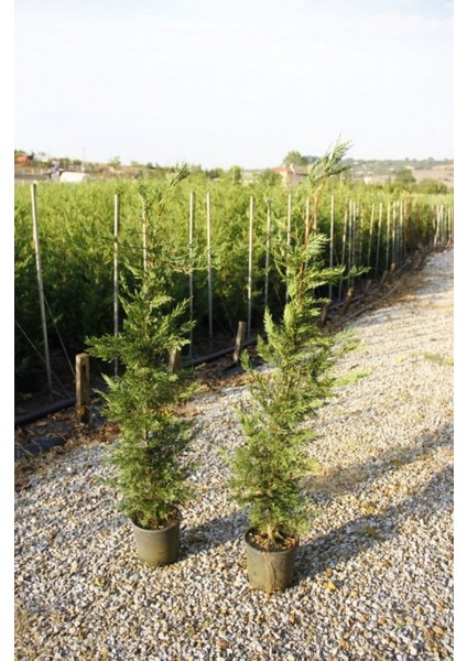 Yeşil Leylandi Cupressocyparis Leylandii (Cupressaceae) 5 Adet