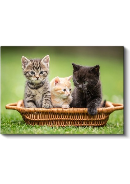 Sepetteki Yavru Kediler - Üç Renk Üç Sevimli Dost Kanvas Tablo fiyatları