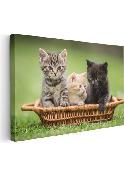 Sepetteki Yavru Kediler - Üç Renk Üç Sevimli Dost Kanvas Tablo modelleri