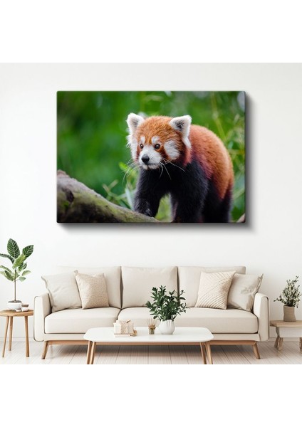 Kızıl Panda - Meraklı Bakışların Cazibesi Kanvas Tablo
