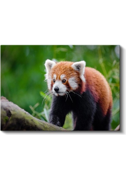 Kızıl Panda - Meraklı Bakışların Cazibesi Kanvas Tablo fiyatları