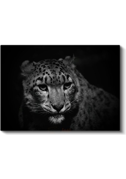 Kar Leoparı - Gizemli Bakışlarıyla Dağların Avcısı Kanvas Tablo fiyatları