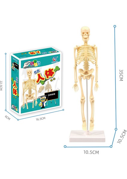 STF00179 Kutu Stili 3D Insan Vücut Gövde Modeli Eğitim Montaj Öğrenme Dıy Oyuncaklar Insan Vücut Organı Eğitim Araçları Erken Öğrenme Oyuncak Çocuklar Için (Yurt Dışından)