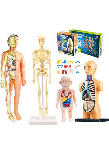 STF00179 Kutu Stili 3D Insan Vücut Gövde Modeli Eğitim Montaj Öğrenme Dıy Oyuncaklar Insan Vücut Organı Eğitim Araçları Erken Öğrenme Oyuncak Çocuklar Için (Yurt Dışından)