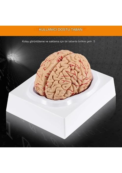 8 Parça Insan Beyin Anatomik Model 15X12X11CM Parçalara Ayrılabilir Nörobilim Beyin Cerrahi Eğitim Maketi