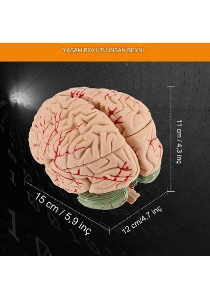 8 Parça Insan Beyin Anatomik Model 15X12X11CM Parçalara Ayrılabilir Nörobilim Beyin Cerrahi Eğitim Maketi fırsatları