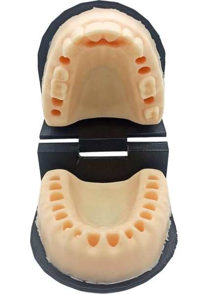 Silikon Çene Diş Dikiş Modeli Ortodontik Alt Üst Çene Periodontal Eğitim Modeli-4