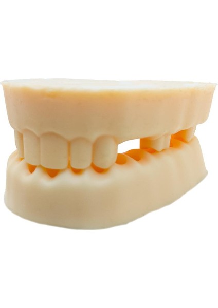 Silikon Çene Diş Dikiş Modeli Ortodontik Alt Üst Çene Periodontal Eğitim Modeli-4 indirimleri