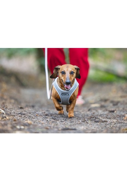 Köpek Göğüs Tasması, Neopren, Gri, S, 38-44cm fırsatları
