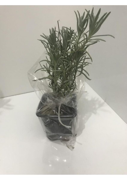 Saksı Tipi Lavanta Fidanı 1 Adet 5-15 cm Intermedia