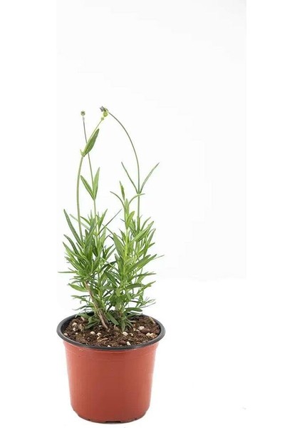 Saksı Tipi Lavanta Fidanı 1 Adet 5-15 cm Intermedia