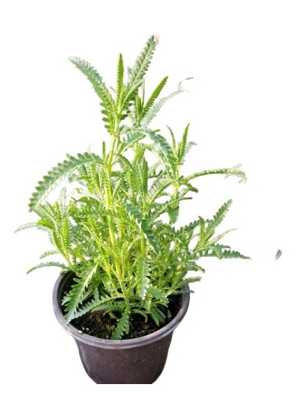 Saksı Tipi Lavanta Fidanı 1 Adet 5-15 cm Intermedia