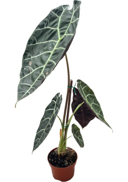 Alocasia Watsoniana (Fil Kulağı)