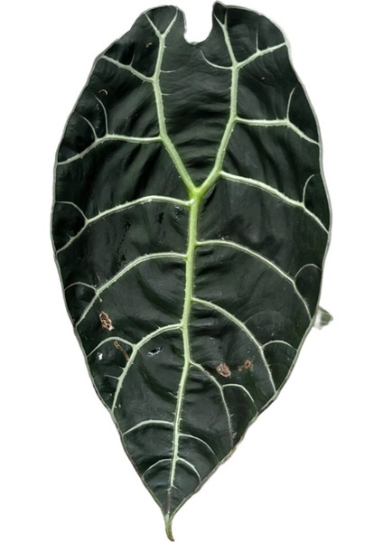 Alocasia Watsoniana (Fil Kulağı) fiyatları