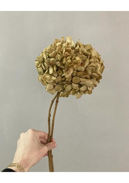 Şoklanmış Ortanca Çiçek Beyaz-Ekru Rengi (1 Kafa)