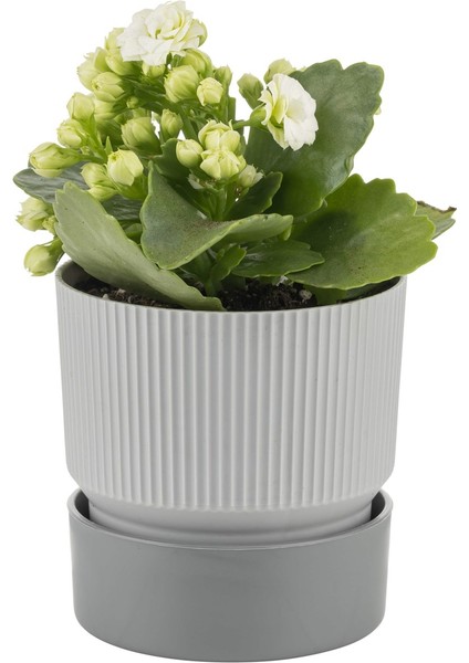 Plastik Ixora Saksı-17