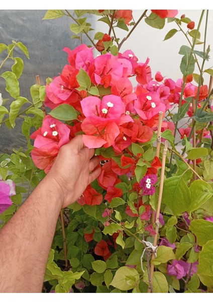 Sarmaşık Begonvil Çiçeği Fidanı 100-130CM Turuncu ve Pembe Renk Seçenekleri