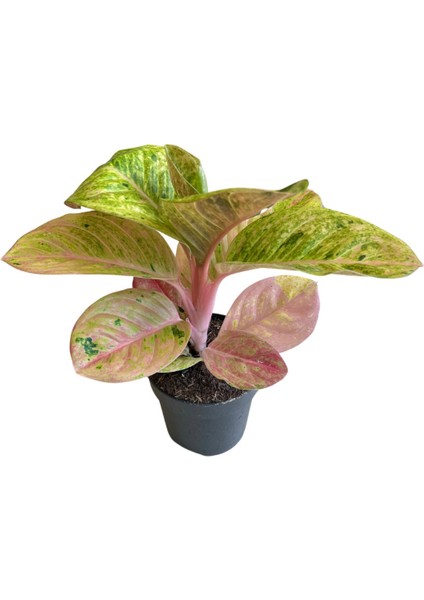 Aglaonema 'apple Fantasy' (Çin Herdemyeşili)