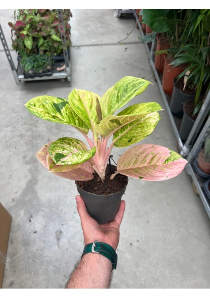 Aglaonema 'apple Fantasy' (Çin Herdemyeşili)