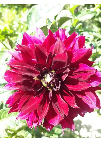 30 Adet Karışık Yıldız Dahlia Soğanı Yeni Mahsul..