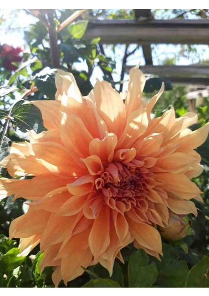 30 Adet Karışık Yıldız Dahlia Soğanı Yeni Mahsul.. fiyatları