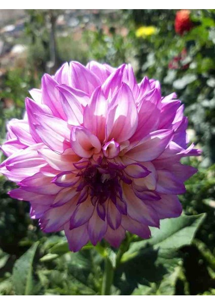 30 Adet Karışık Yıldız Dahlia Soğanı Yeni Mahsul.. modelleri