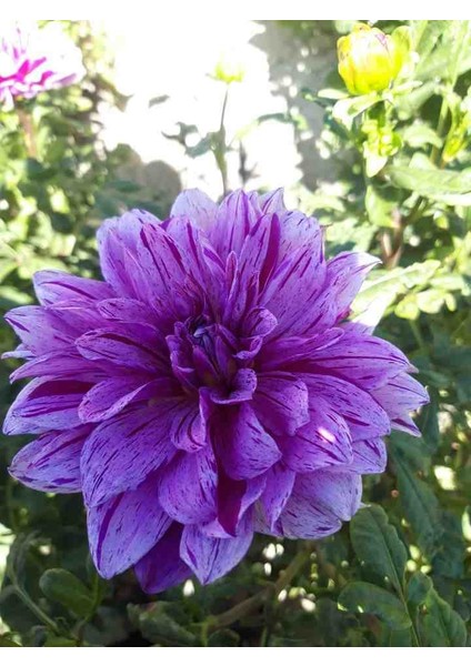 30 Adet Karışık Yıldız Dahlia Soğanı Yeni Mahsul.. fırsatları