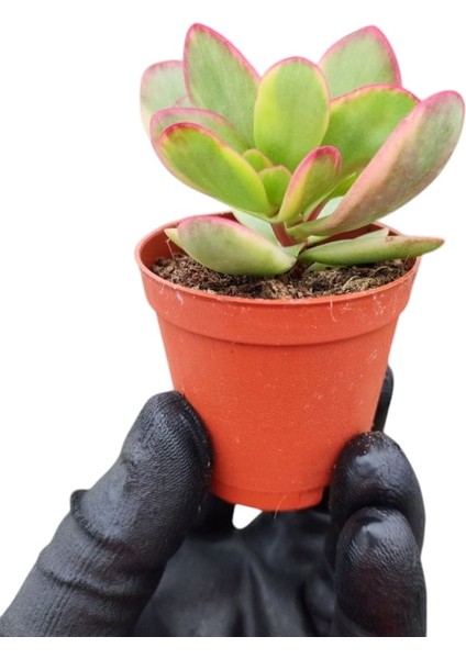 Yeşim Bitkisi / 5,5 cm Saksıda / Crassula Platyphylla Variegata Succulent