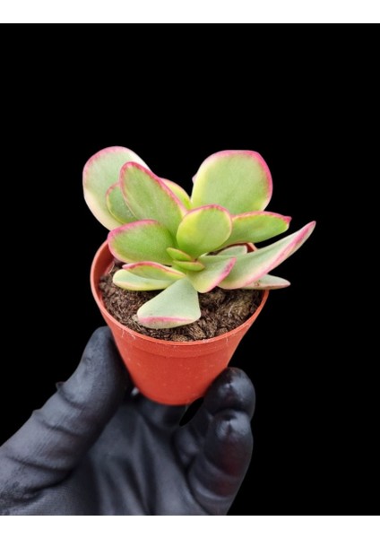 Yeşim Bitkisi / 5,5 cm Saksıda / Crassula Platyphylla Variegata Succulent