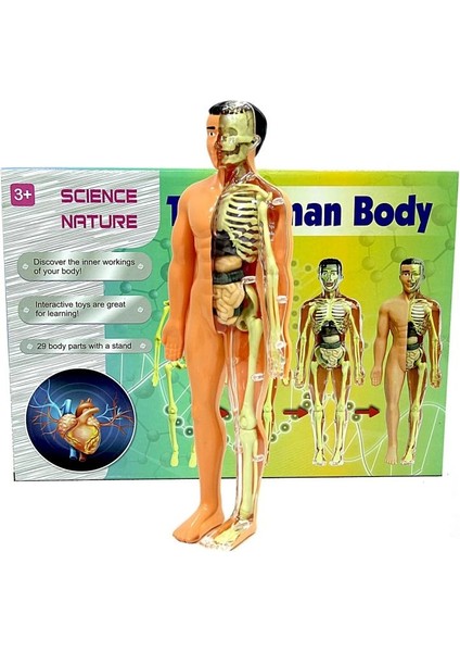 The Human Body Insan Vücudu 3D Eğitim Seti 3302
