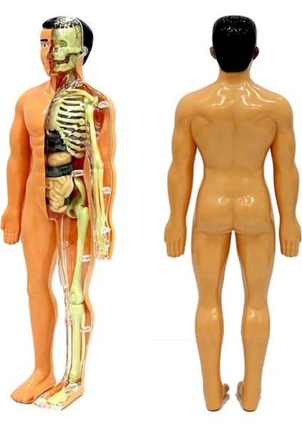 The Human Body Insan Vücudu 3D Eğitim Seti 3302
