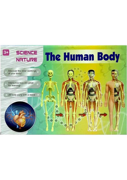 The Human Body Insan Vücudu 3D Eğitim Seti 3302