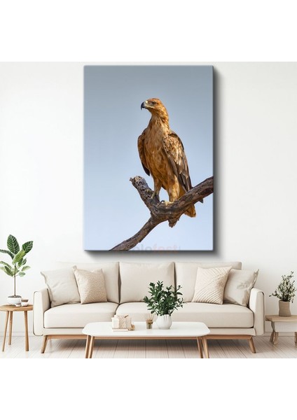 Kartal Portresi - Asil Duruşlu Avcı Kuş Kanvas Tablo