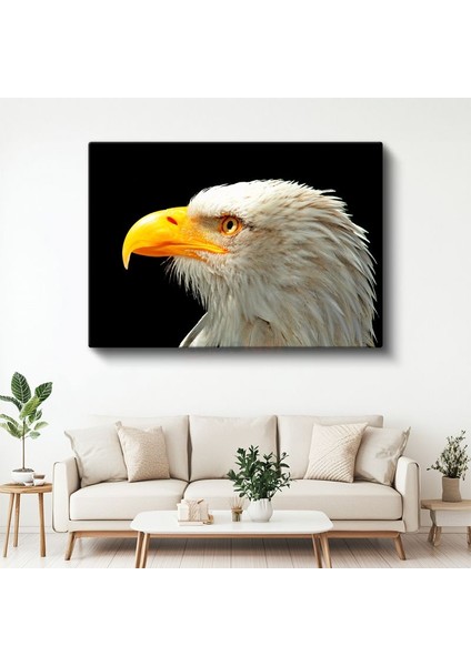 Kartal Bakışı - Siyah Fonda Beyaz Başlı Avcı Kuş Kanvas Tablo