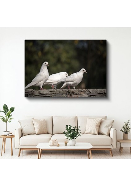 Güvercin Üçlüsü - Beyaz Kuşlar Topluluğu Kanvas Tablo