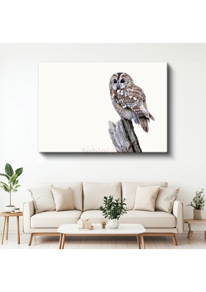 Alaca Baykuş - Beyaz Zeminde Ağaç Dalında Bekleyiş Kanvas Tablo