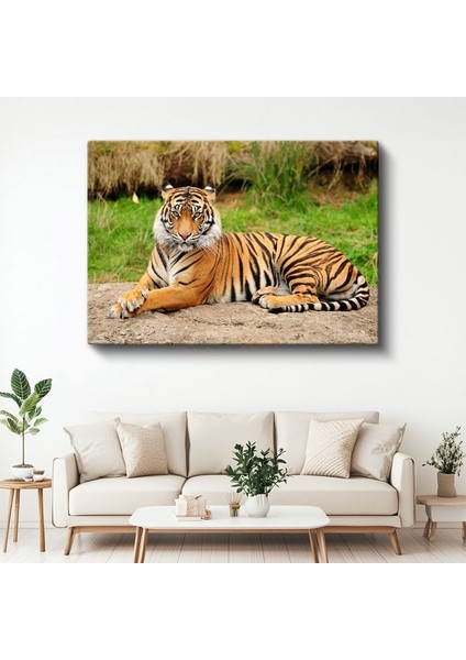 Bengal Kaplanı - Yeşil Çimende Dinlenen Çizgili Güzellik Kanvas Tablo