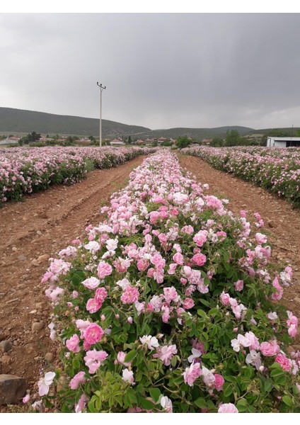 Karışık Renk Gül Fidesi Fidanı 10-20 cm