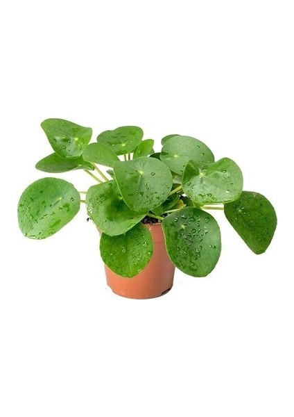 Çin Para Pilea Çiçeği 10-20 cm