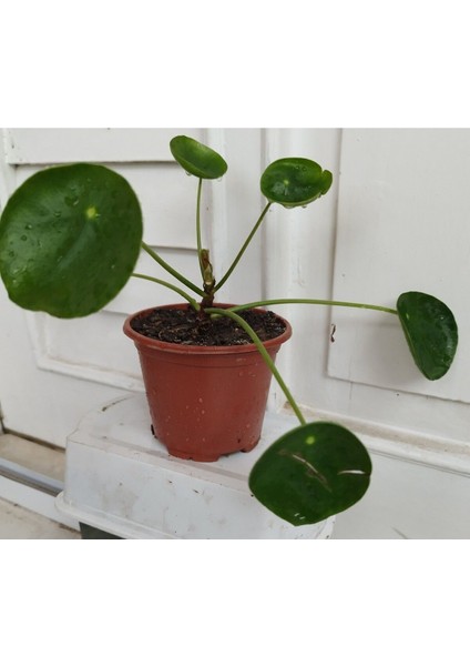 Çin Para Pilea Çiçeği 10-20 cm