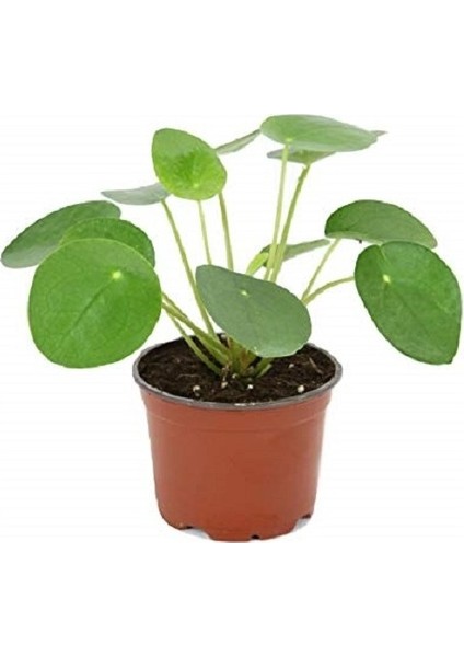 Çin Para Pilea Çiçeği 10-20 cm