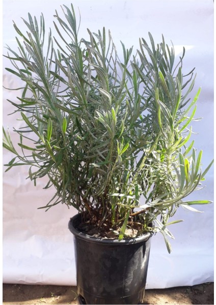 Lavanta Bitkisi Fidanı Lavanta Saksıda 10-20 cm