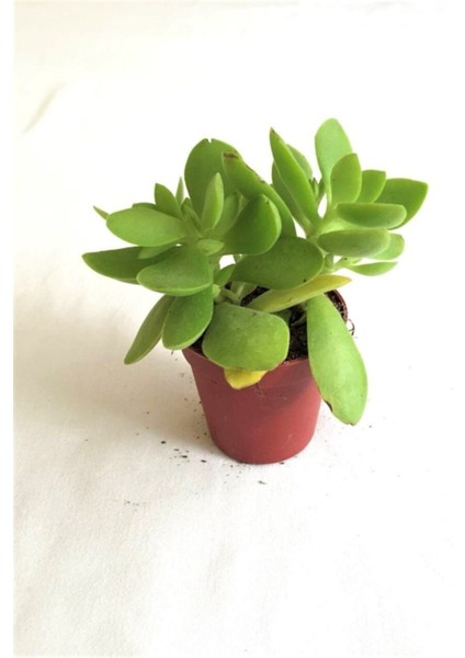 Crassula Ovata Para Şans Çiçeği Fidanı 10-20 cm
