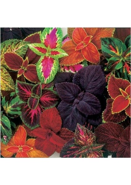 Karışık Renkli Kolyos Coleus Çiçeği 1 Adet 10-20 cm