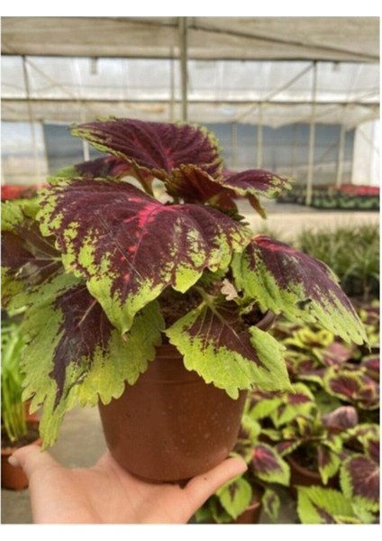 Karışık Renkli Kolyos Coleus Çiçeği 1 Adet 10-20 cm fiyatları