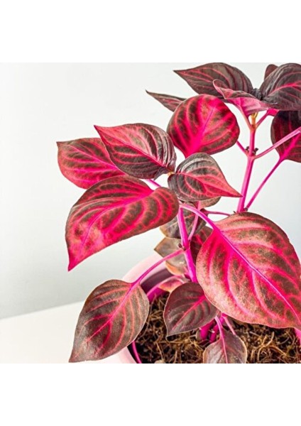 Kolyos Yaprak Güzeli Çingene Şalvarı Ikili Set 10-20 cm