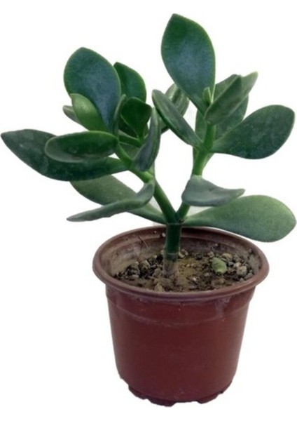 Para Çiçeği Sukulent 10-20 cm