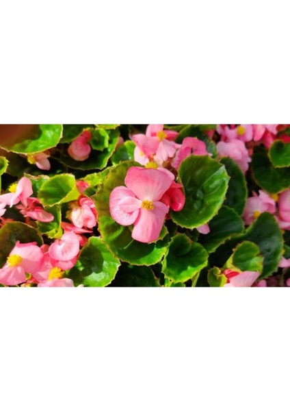 Pembe Şeker Begonya Çiçeği Fidanı Saksılı 10-20 cm
