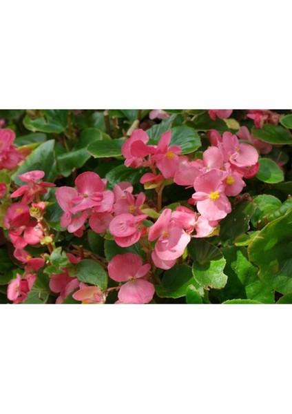 Pembe Şeker Begonya Çiçeği Fidanı Saksılı 10-20 cm