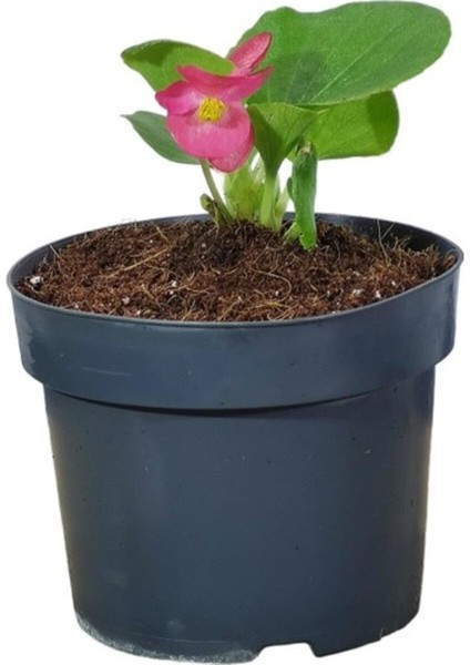 Begonya Şeker Mini Pembe (Begonia Xsemperflorens) 10-20 cm